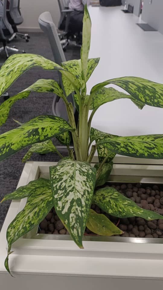 QS Pokok Bunga Dumbacane 1