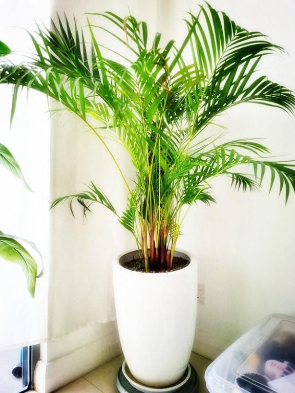 WS Pokok Areca Palm 6FT