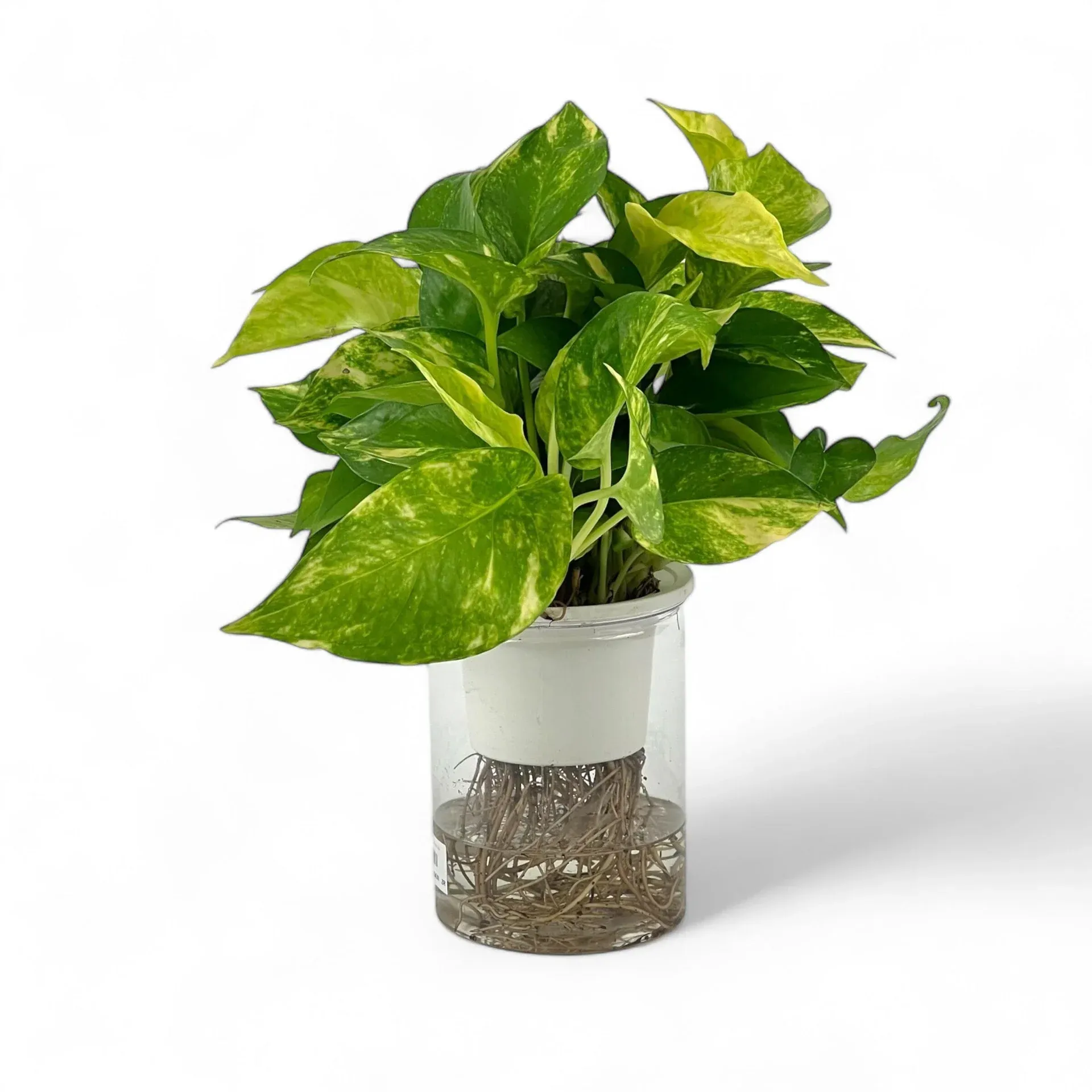 Others Epipremnum Green P110 (Hydroponic Pot)